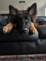 vom Trojangold, hodowla Owczarków Niemieckich Długowłosych