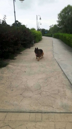 vom Trojangold, hodowla Owczarków Niemieckich Długowłosych