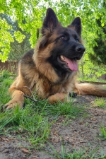 vom Trojangold, hodowla Owczarków Niemieckich Długowłosych