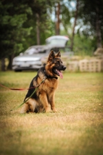 vom Trojangold, hodowla Owczarków Niemieckich Długowłosych