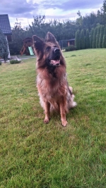 vom Trojangold, hodowla Owczarków Niemieckich Długowłosych