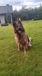 vom Trojangold, hodowla Owczarków Niemieckich Długowłosych