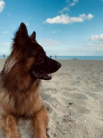 vom Trojangold, hodowla Owczarków Niemieckich Długowłosych