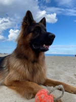 vom Trojangold, hodowla Owczarków Niemieckich Długowłosych