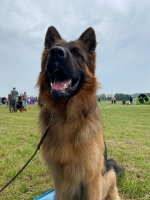 vom Trojangold, hodowla Owczarków Niemieckich Długowłosych