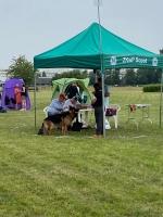 vom Trojangold, hodowla Owczarków Niemieckich Długowłosych