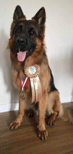 vom Trojangold, hodowla Owczarków Niemieckich Długowłosych