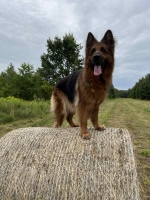 vom Trojangold, hodowla Owczarków Niemieckich Długowłosych