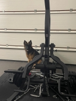 vom Trojangold, hodowla Owczarków Niemieckich Długowłosych