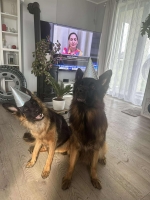 vom Trojangold, hodowla Owczarków Niemieckich Długowłosych