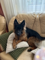 vom Trojangold, hodowla Owczarków Niemieckich Długowłosych