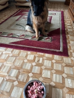 vom Trojangold, hodowla Owczarków Niemieckich Długowłosych