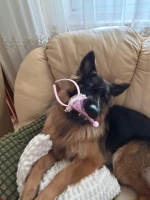 vom Trojangold, hodowla Owczarków Niemieckich Długowłosych