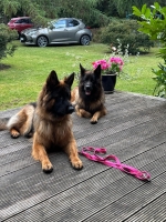 vom Trojangold, hodowla Owczarków Niemieckich Długowłosych