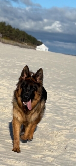 vom Trojangold, hodowla Owczarków Niemieckich Długowłosych