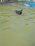 vom Trojangold, hodowla Owczarków Niemieckich Długowłosych