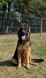 vom Trojangold, hodowla Owczarków Niemieckich Długowłosych