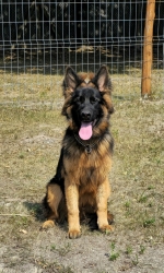 vom Trojangold, hodowla Owczarków Niemieckich Długowłosych