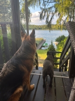 vom Trojangold, hodowla Owczarków Niemieckich Długowłosych