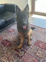 vom Trojangold, hodowla Owczarków Niemieckich Długowłosych