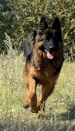 vom Trojangold, hodowla Owczarków Niemieckich Długowłosych