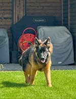 vom Trojangold, hodowla Owczarków Niemieckich Długowłosych