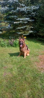 vom Trojangold, hodowla Owczarków Niemieckich Długowłosych