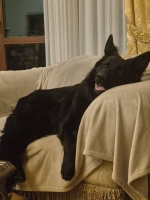 vom Trojangold, hodowla Owczarków Niemieckich Długowłosych