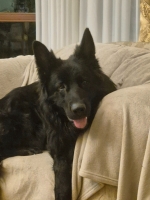 vom Trojangold, hodowla Owczarków Niemieckich Długowłosych