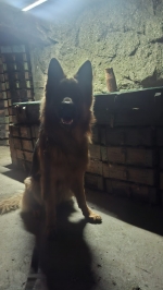 vom Trojangold, hodowla Owczarków Niemieckich Długowłosych