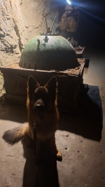 vom Trojangold, hodowla Owczarków Niemieckich Długowłosych