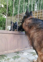 vom Trojangold, hodowla Owczarków Niemieckich Długowłosych