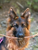 vom Trojangold, hodowla Owczarków Niemieckich Długowłosych