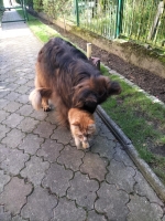 vom Trojangold, hodowla Owczarków Niemieckich Długowłosych