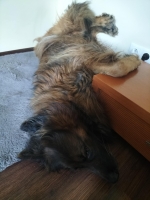 vom Trojangold, hodowla Owczarków Niemieckich Długowłosych