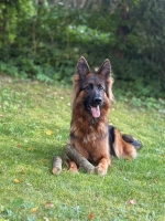 vom Trojangold, hodowla Owczarków Niemieckich Długowłosych