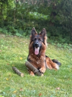 vom Trojangold, hodowla Owczarków Niemieckich Długowłosych