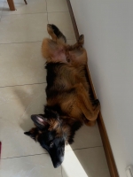 vom Trojangold, hodowla Owczarków Niemieckich Długowłosych