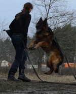 vom Trojangold, hodowla Owczarków Niemieckich Długowłosych