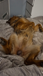 vom Trojangold, hodowla Owczarków Niemieckich Długowłosych