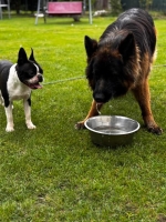 vom Trojangold, hodowla Owczarków Niemieckich Długowłosych