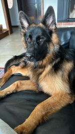 vom Trojangold, hodowla Owczarków Niemieckich Długowłosych