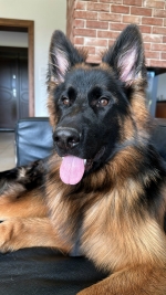 vom Trojangold, hodowla Owczarków Niemieckich Długowłosych