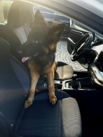 vom Trojangold, hodowla Owczarków Niemieckich Długowłosych