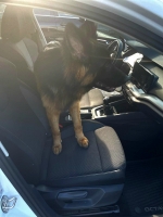 vom Trojangold, hodowla Owczarków Niemieckich Długowłosych