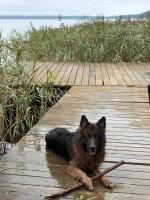 vom Trojangold, hodowla Owczarków Niemieckich Długowłosych