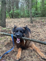 vom Trojangold, hodowla Owczarków Niemieckich Długowłosych