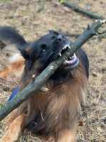 vom Trojangold, hodowla Owczarków Niemieckich Długowłosych