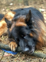 vom Trojangold, hodowla Owczarków Niemieckich Długowłosych