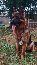 vom Trojangold, hodowla Owczarków Niemieckich Długowłosych